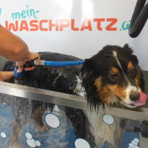 Spülen mit klarem Wasser in der Hundewaschbox